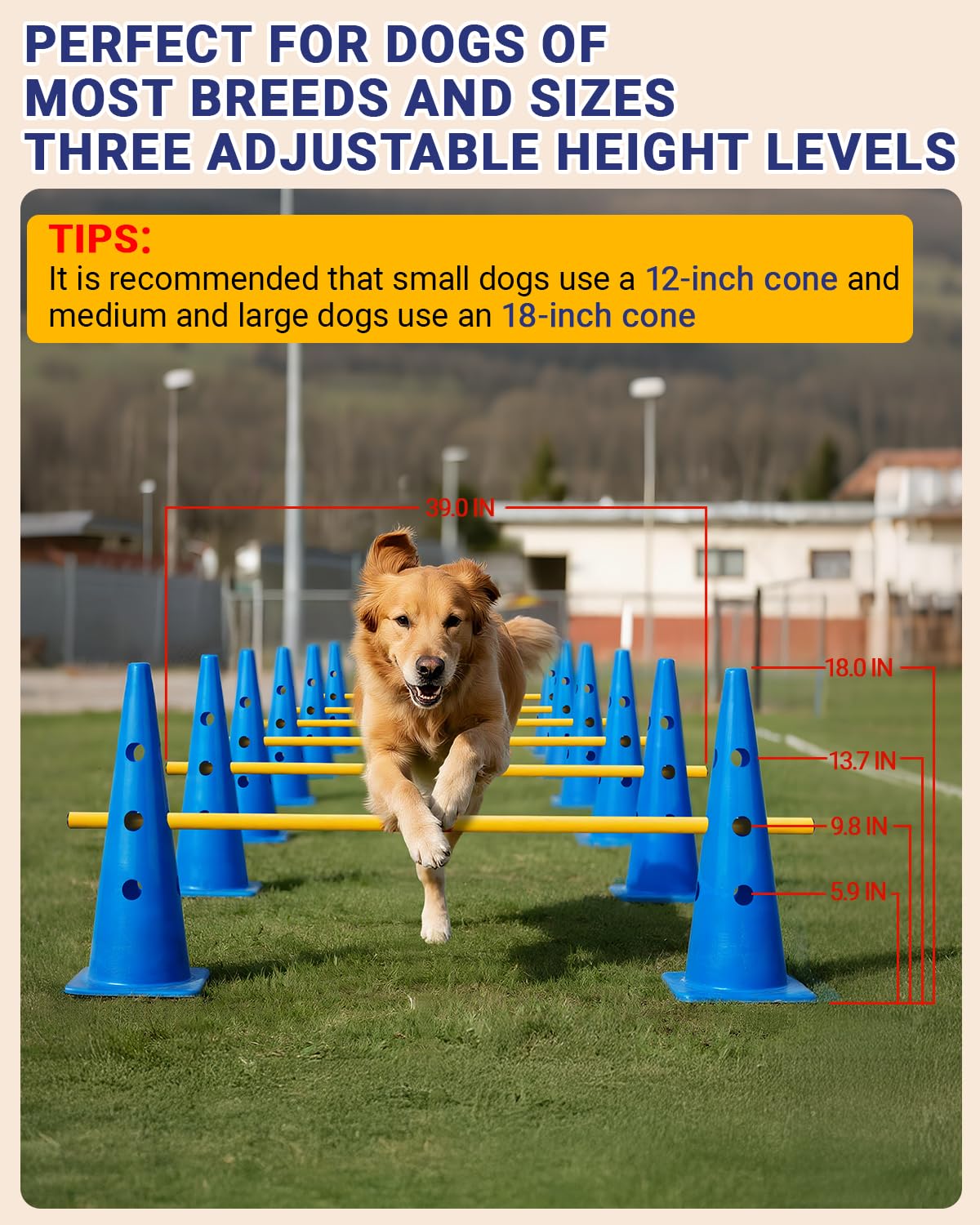 Lupar agility hurdle height adjustment demonstrates progressive jumping practice.