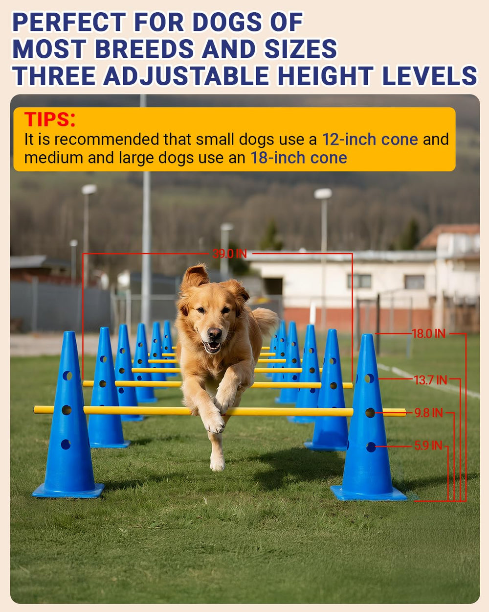 Lupar agility hurdle height adjustment demonstrates progressive jumping practice.