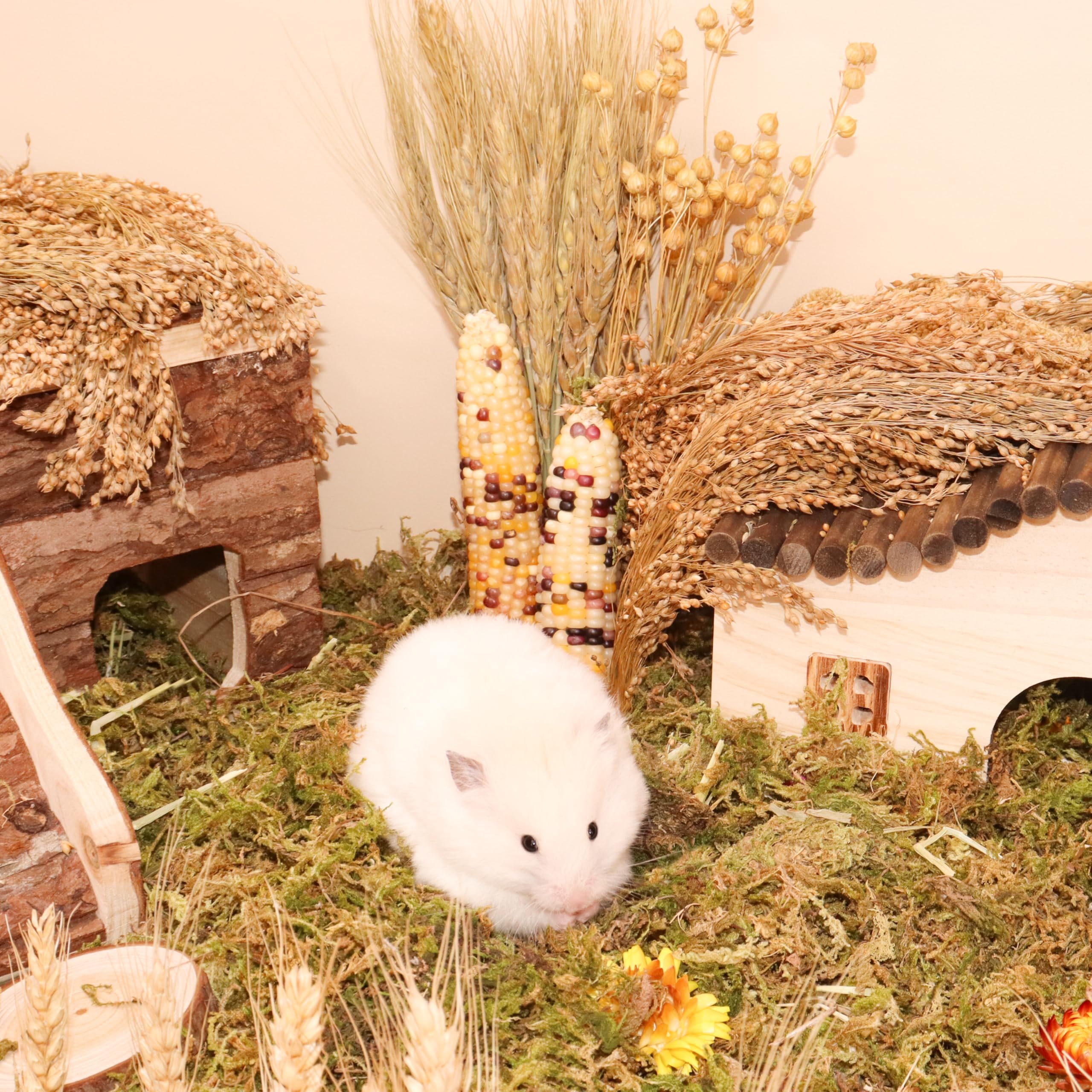 LUVCOSY enrichment foraging activity invites exploration and play.