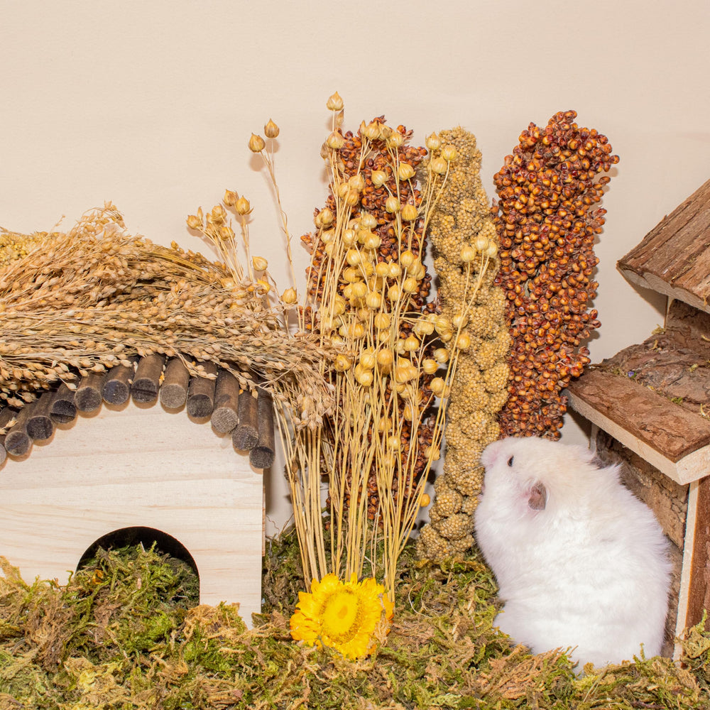 LUVCOSY natural chews and seeds support gentle gnawing habits.