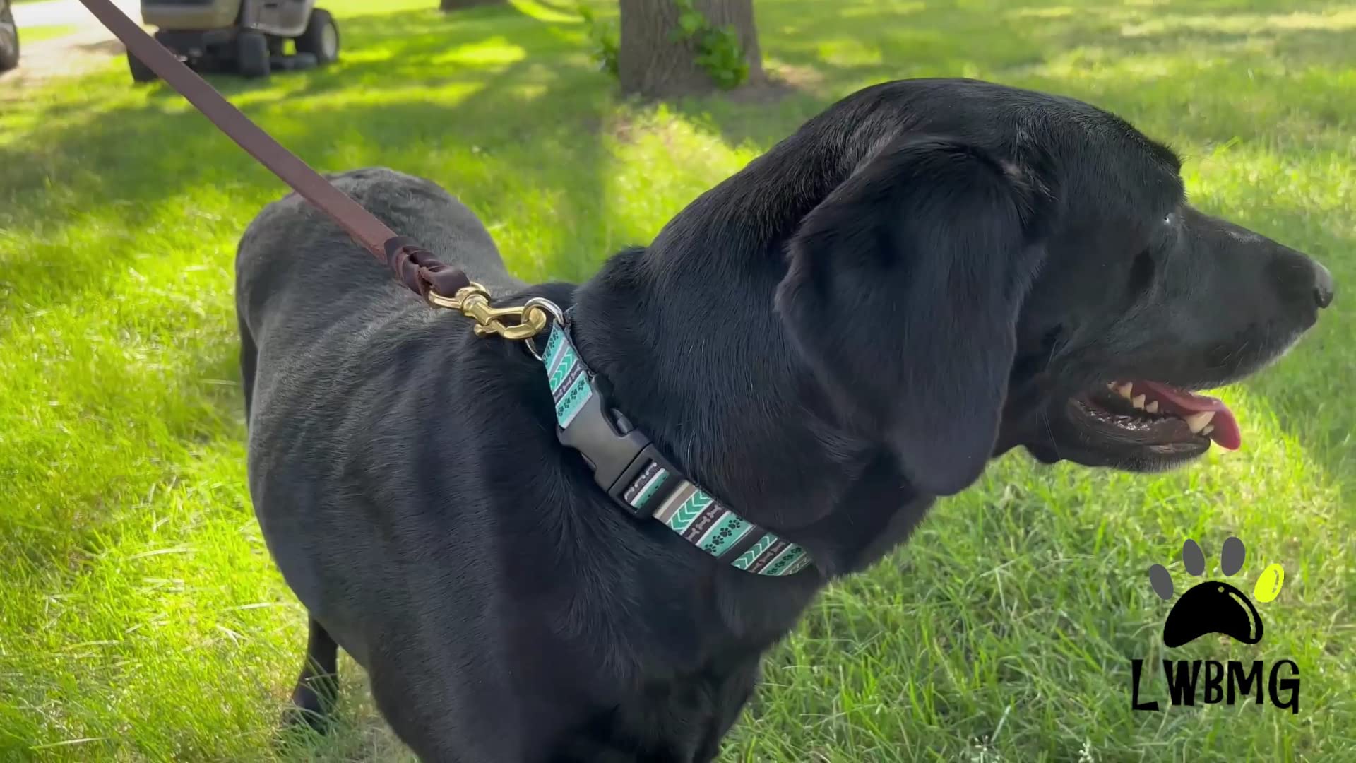 LWBMG braided leash setup for smooth daily walks.