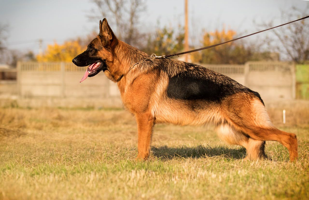 LWBMG handmade leather leash with quality assurance for dependable use
