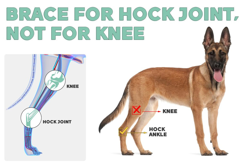 Lyderpet back leg brace in use during daily walks for elder dogs mobility