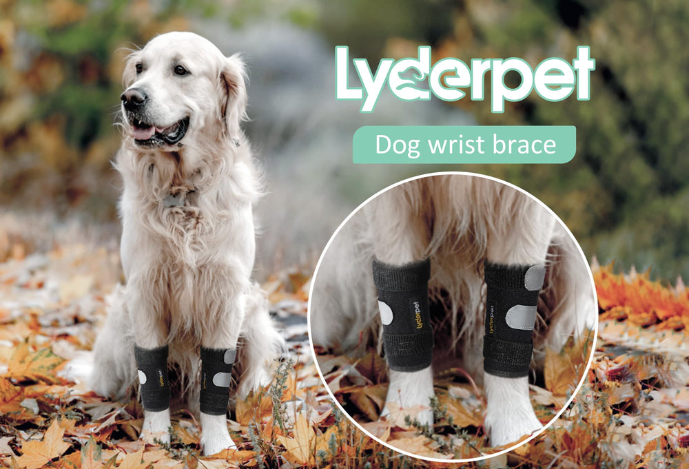 Lyderpet brace showing metal splints for support