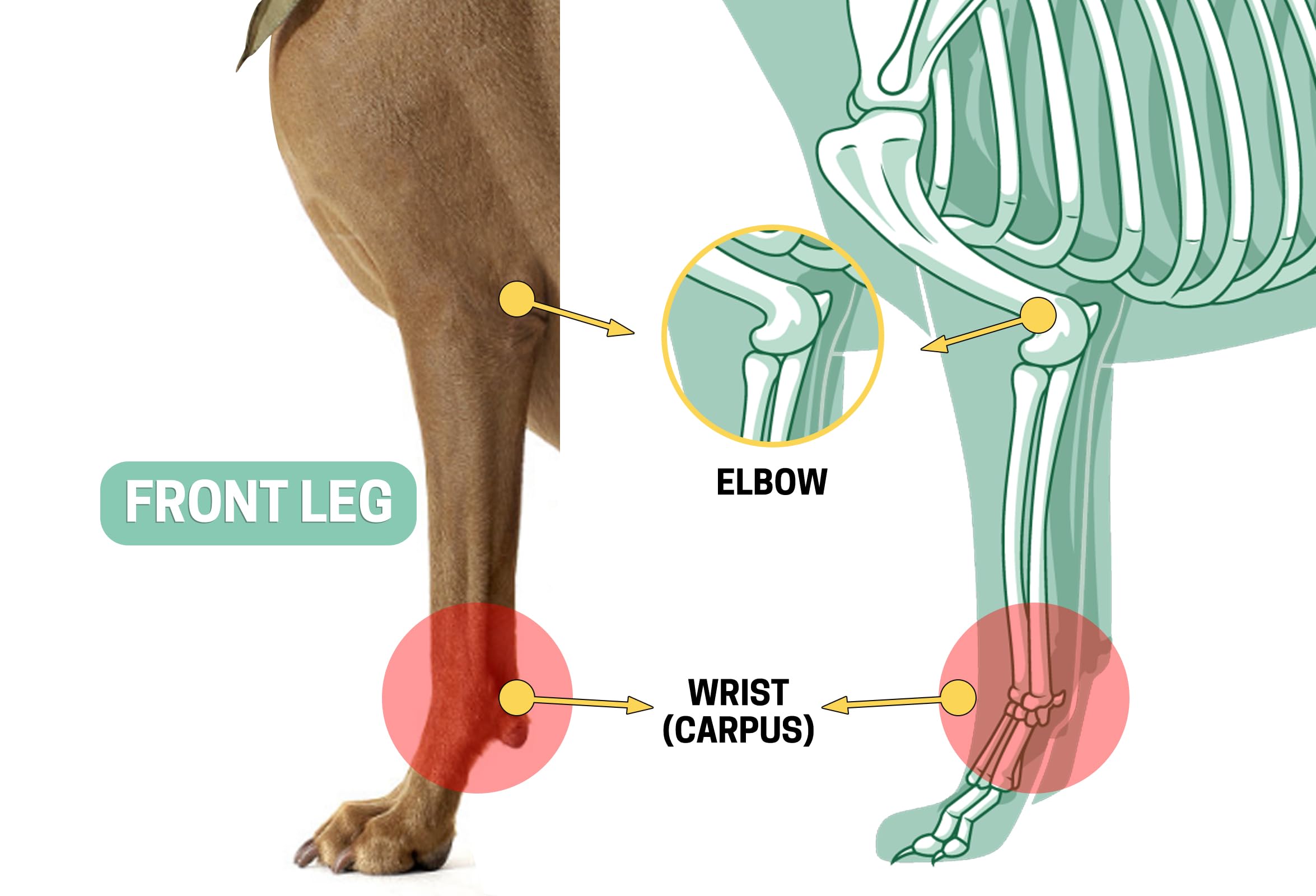 Lyderpet size chart helps find perfect brace fit