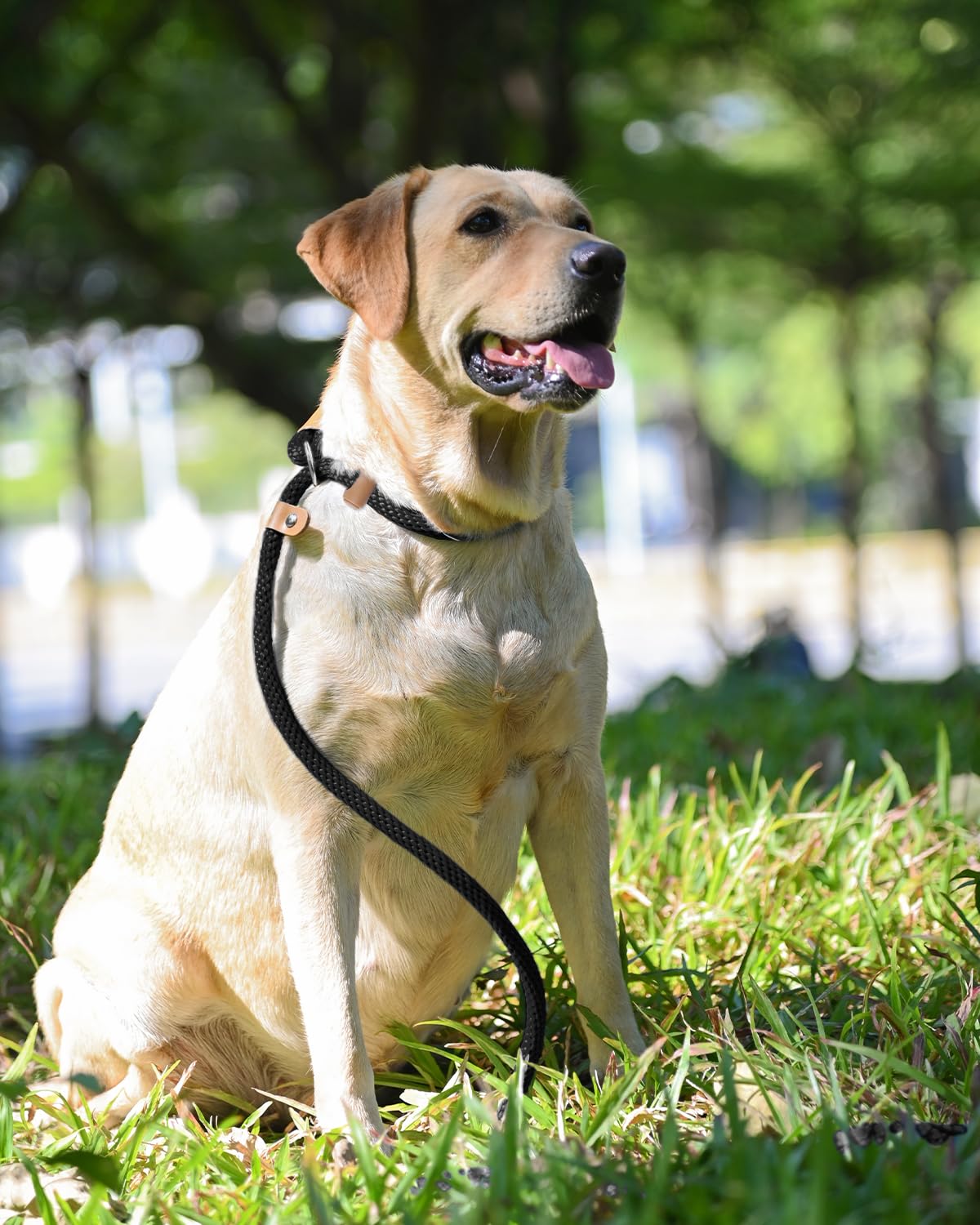 Lynxking leash sizes 3/8- and 1/2-inch for puppies to large dogs.
