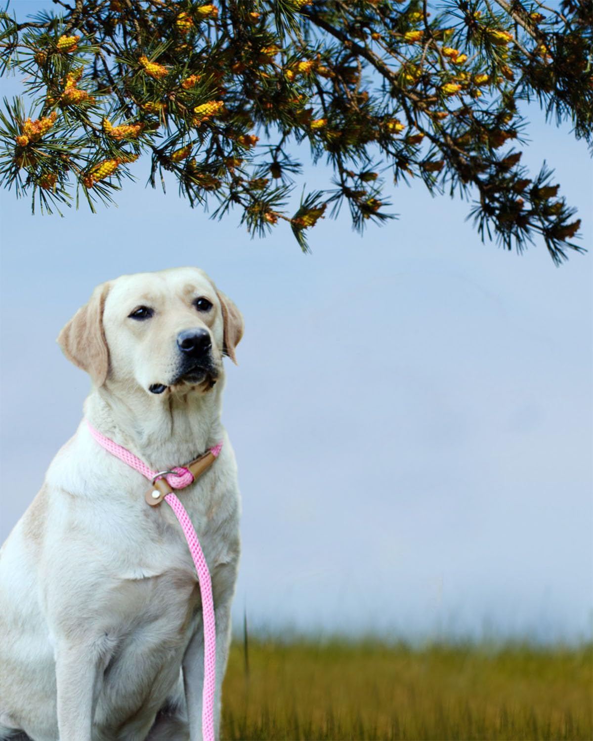 Lynxking no-pull training lead helps refine behavior during walks.