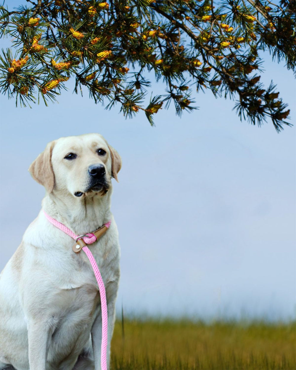 Lynxking no-pull training lead helps refine behavior during walks.