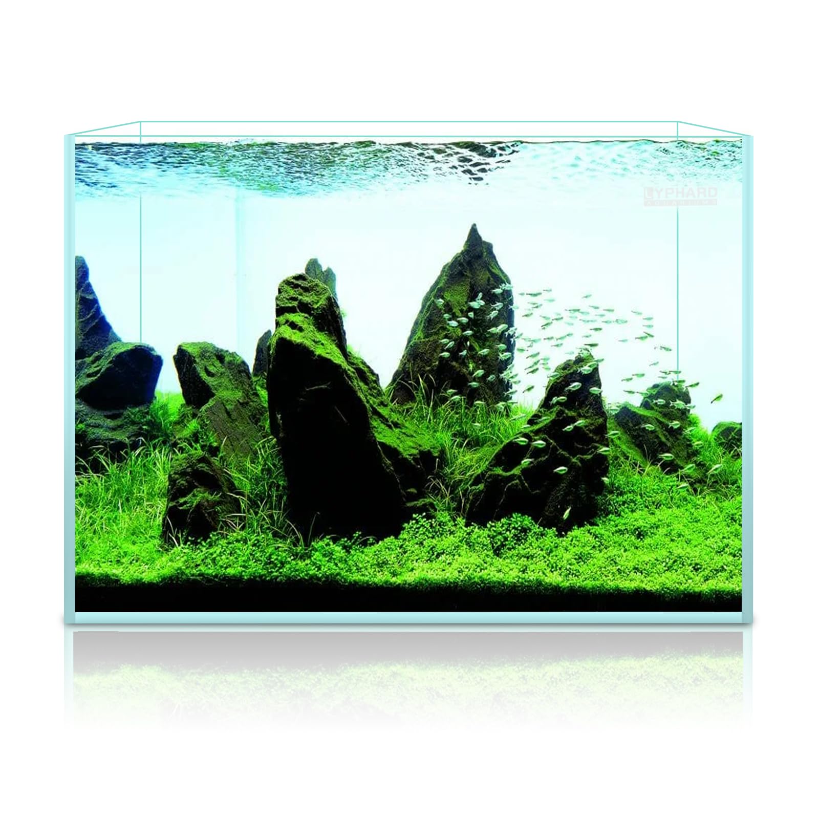 LYPHARD AQUARIUMS freshwater and betta-friendly setup idea in this image.