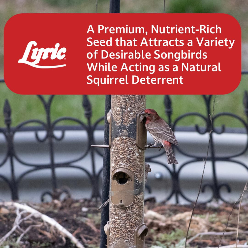 Lyric Golden Safflower supports year-round outdoor bird feeding setups.