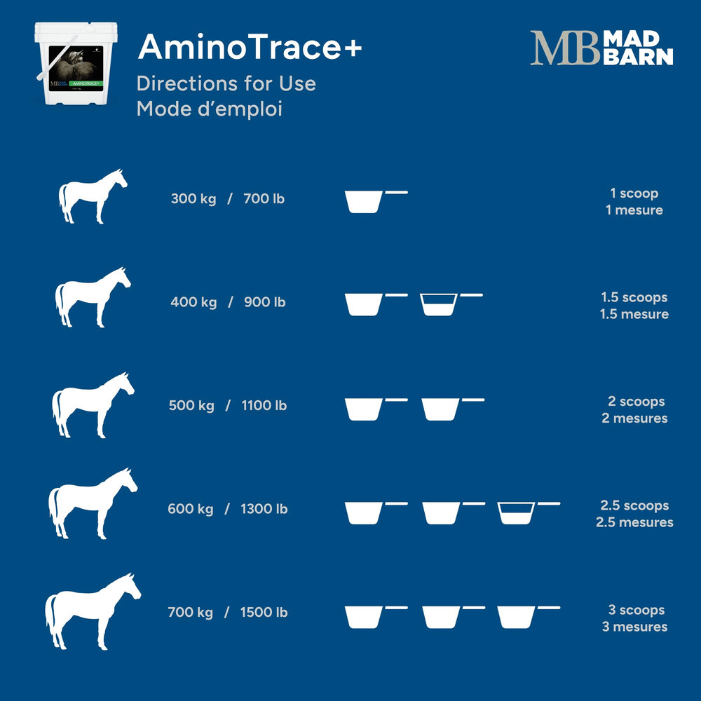 Horse in stable receiving AminoTrace+ during daily feeding routine