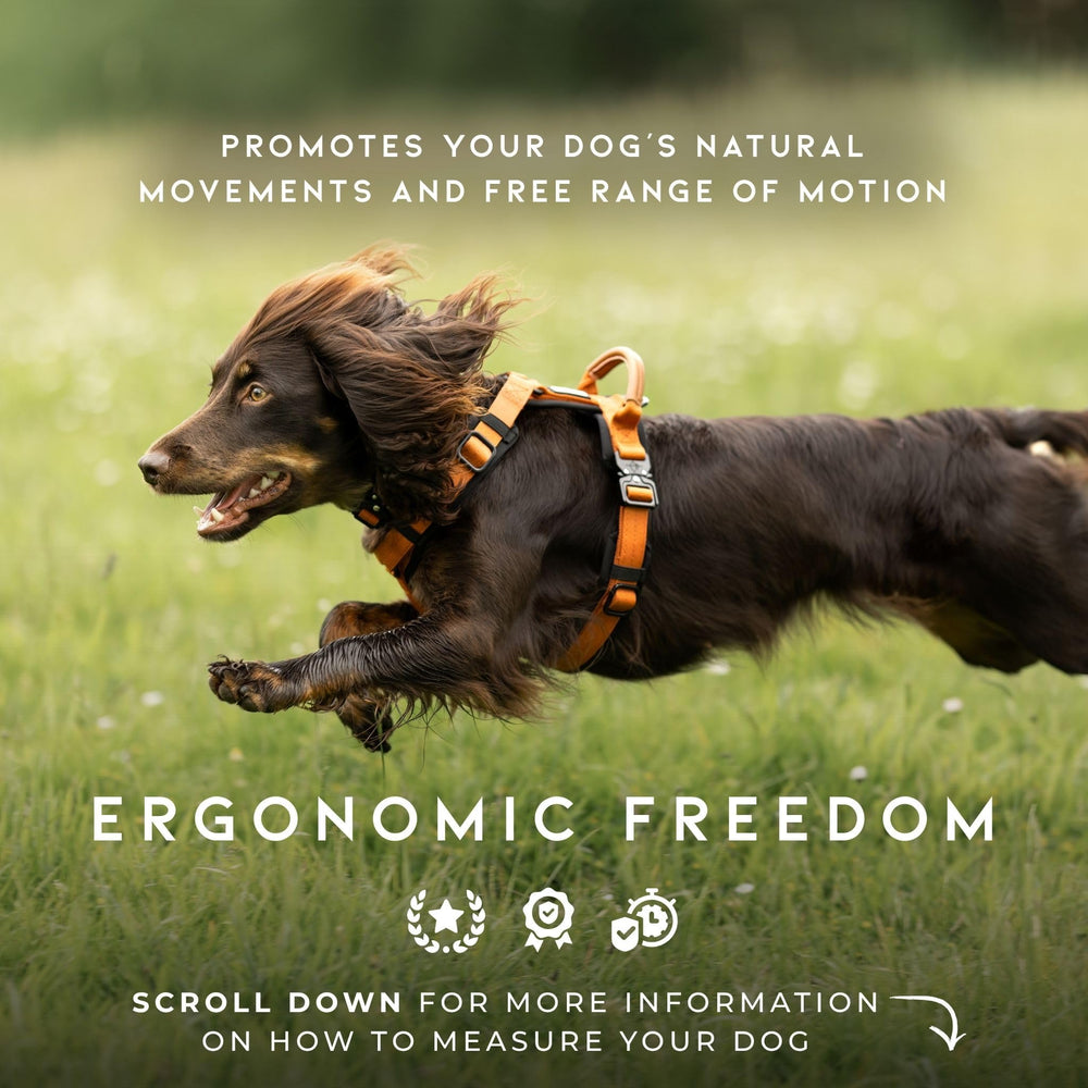 Made to Roam Explorer Harness metal hardware ensures secure, easy on-off
