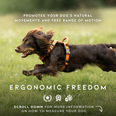 Made to Roam Explorer Harness metal hardware ensures secure, easy on-off
