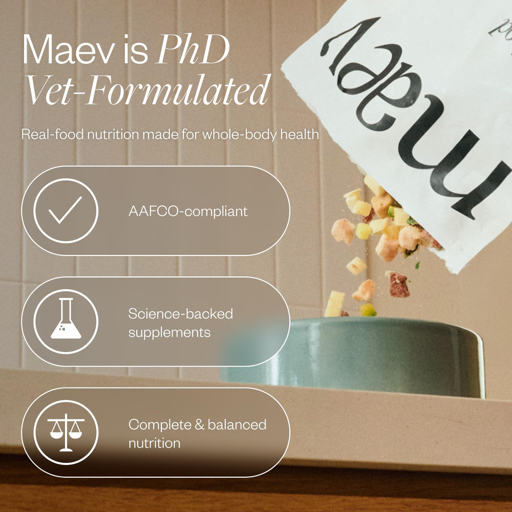 Maev beef dog food bowl serving demonstrates ready to serve.