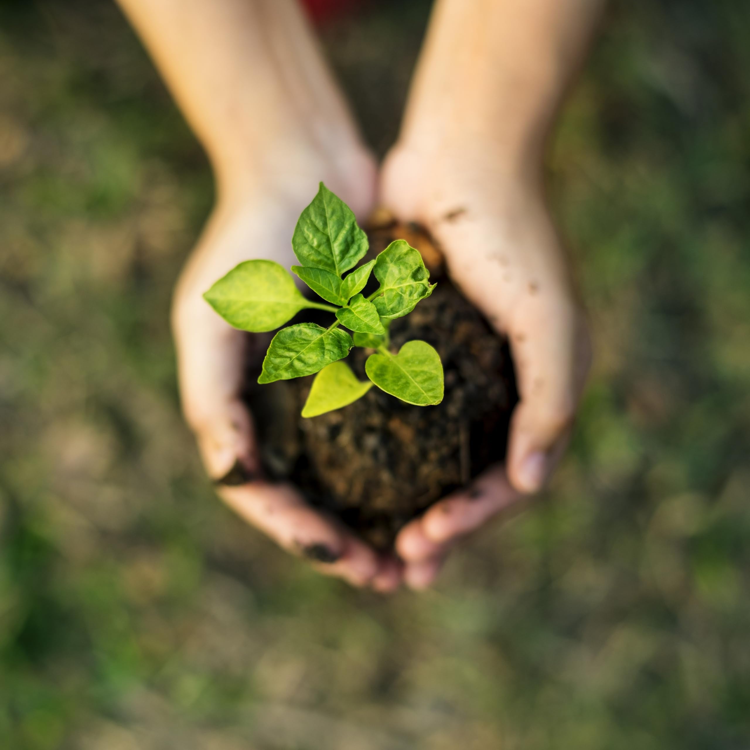 MAGIC 102 ready-to-use worm bedding; odor-free, pre-fluffed substrate for vermicomposting.