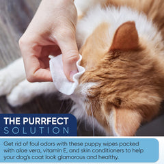 MAGICARE pet wipes on the face area for gentle cleansing.