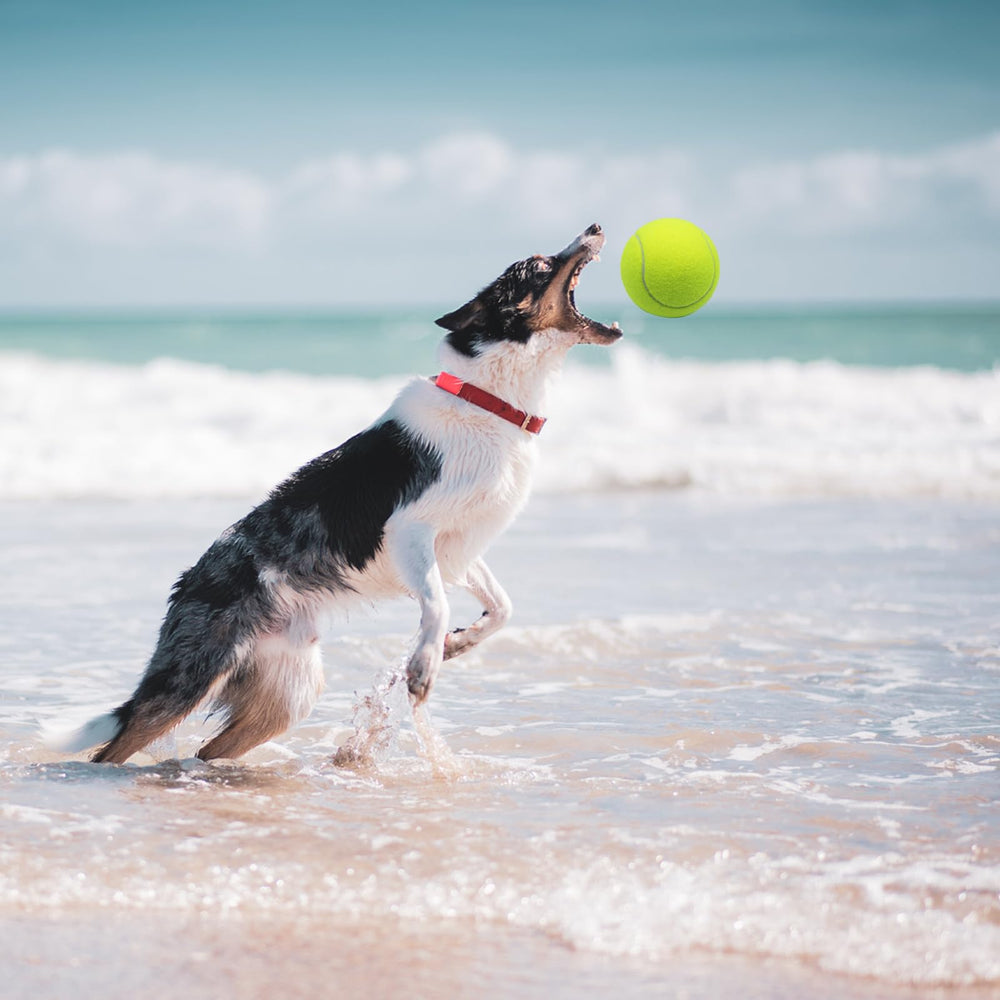 Magicorange 4-inch tennis balls support active play across terrains.