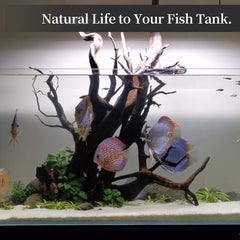 majoywoo driftwood 30 gallon plus tank decor provides focal point and hiding spots