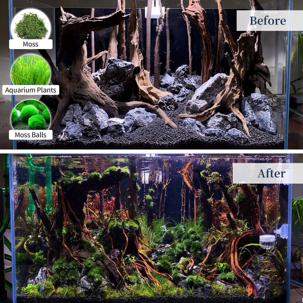 Majoywoo reef style driftwood complements various tank styles.