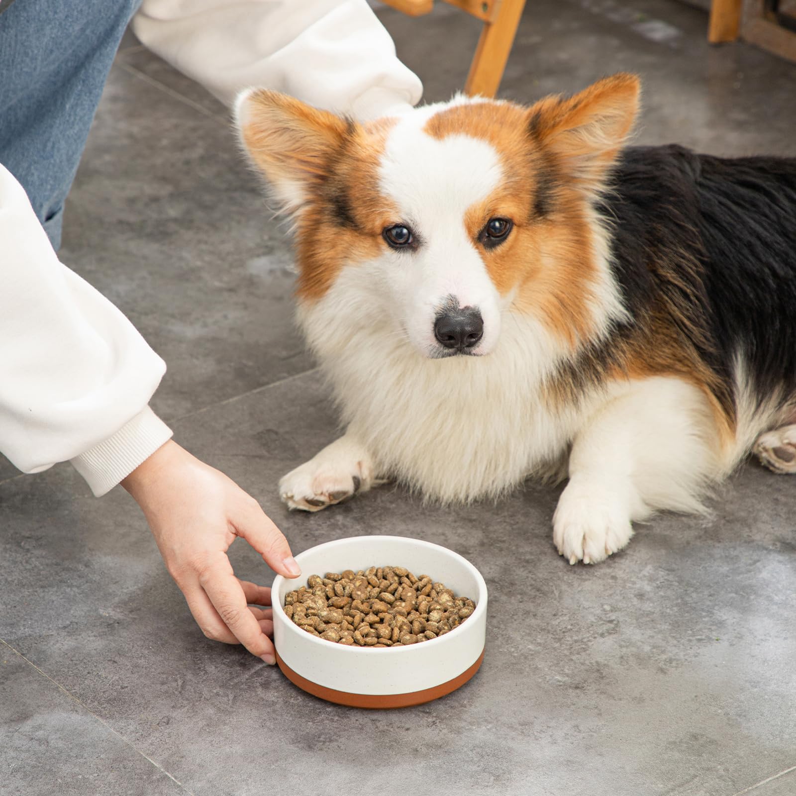 MALACASA compact bowl suits puppies and small cats at mealtime.