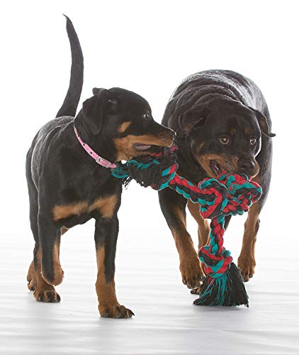Mammoth Flossy Chews Color Rope Tug flossing action during play.