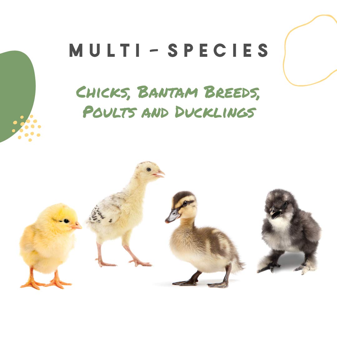 Chick Grit in separate feeder from Manna Pro supports 2-week-old chicks' digestion.