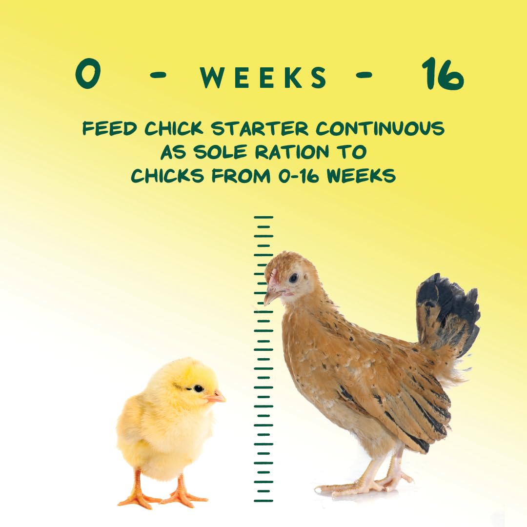 Chicks pecking fortified crumbles for balanced nutrition and growth.
