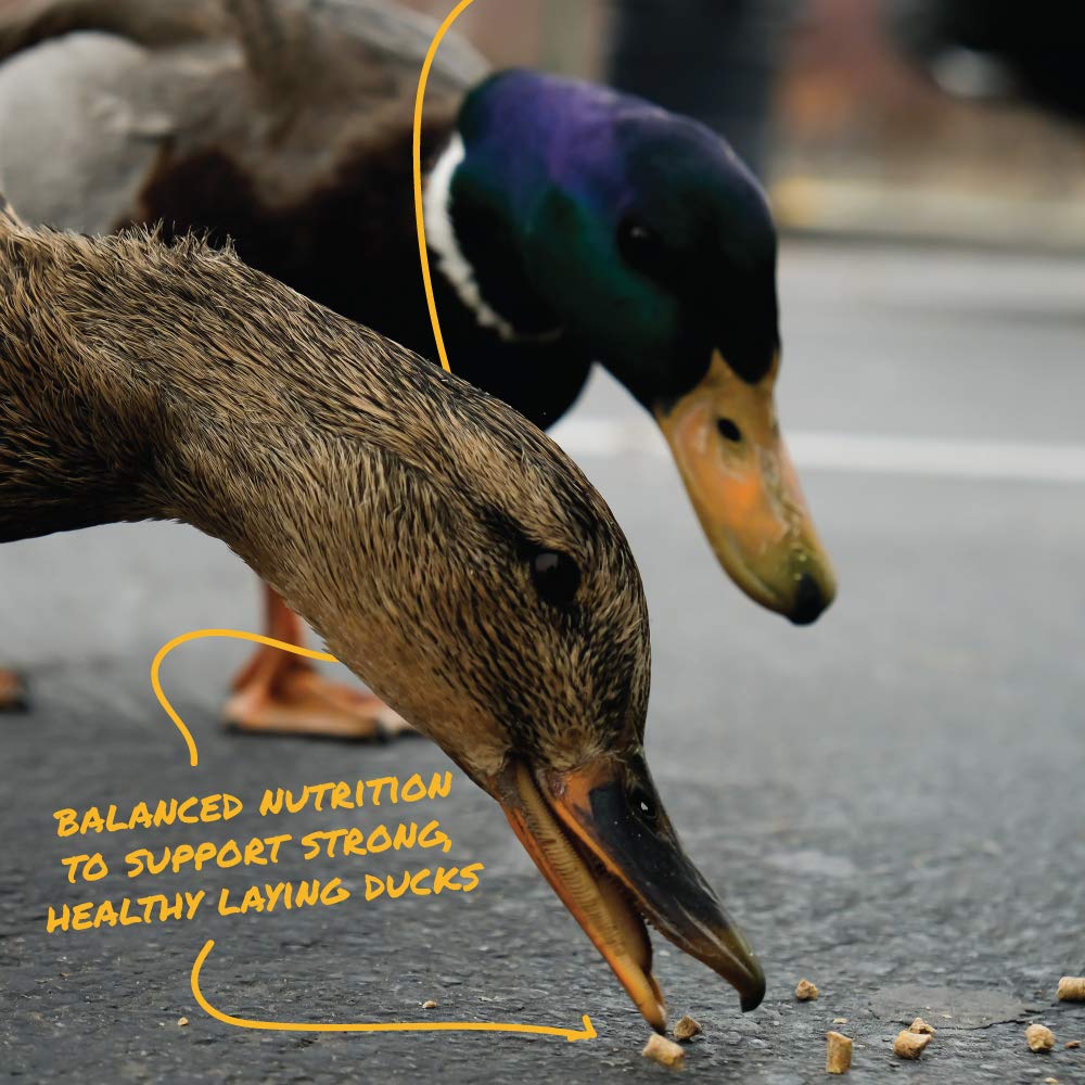 Manna Pro Duck Layer Pellet pellets in feeder for easy feeding