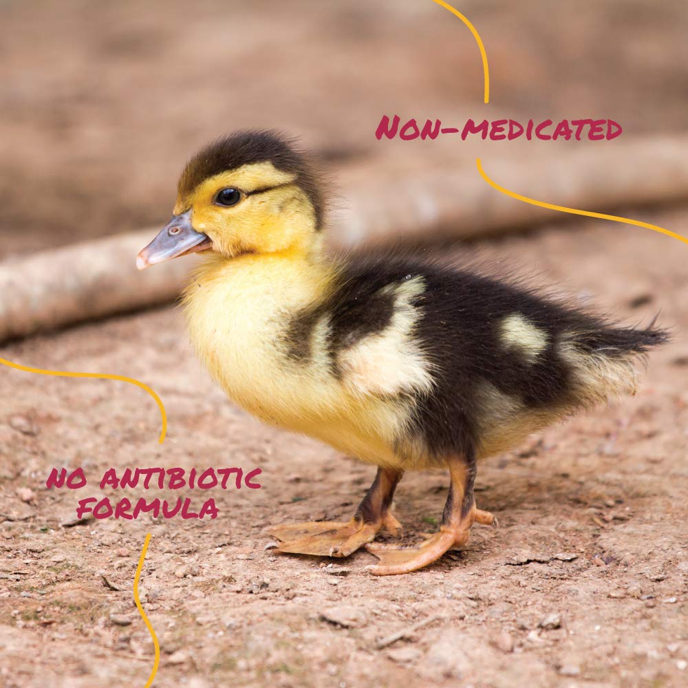 Manna Pro Duck Starter Grower ducks feeding on crumble batter