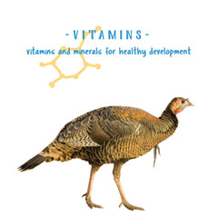 Manna Pro Gamebird Showbird Crumbles feeding time promotes balanced intake during weaning