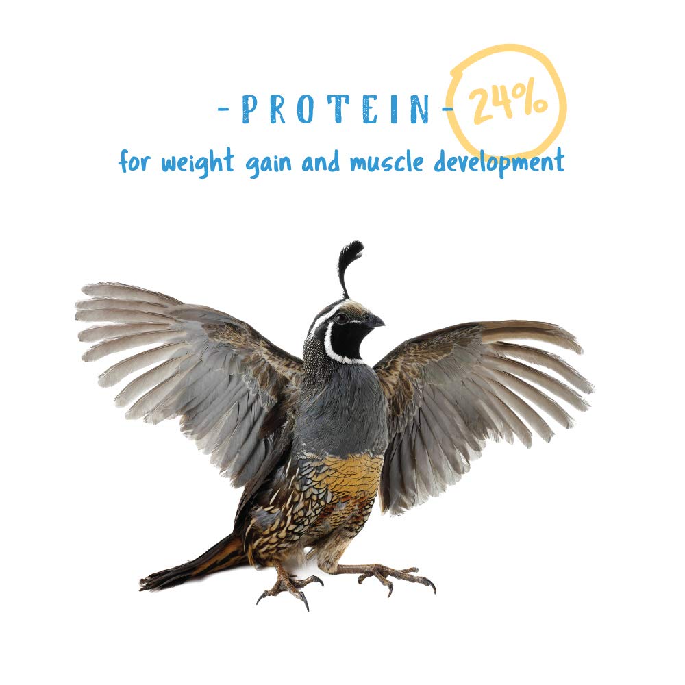 Manna Pro Gamebird Showbird Crumbles for young birds aids rapid growth and strong bones