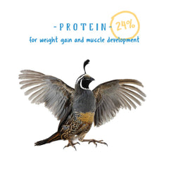 Manna Pro Gamebird Showbird Crumbles for young birds aids rapid growth and strong bones