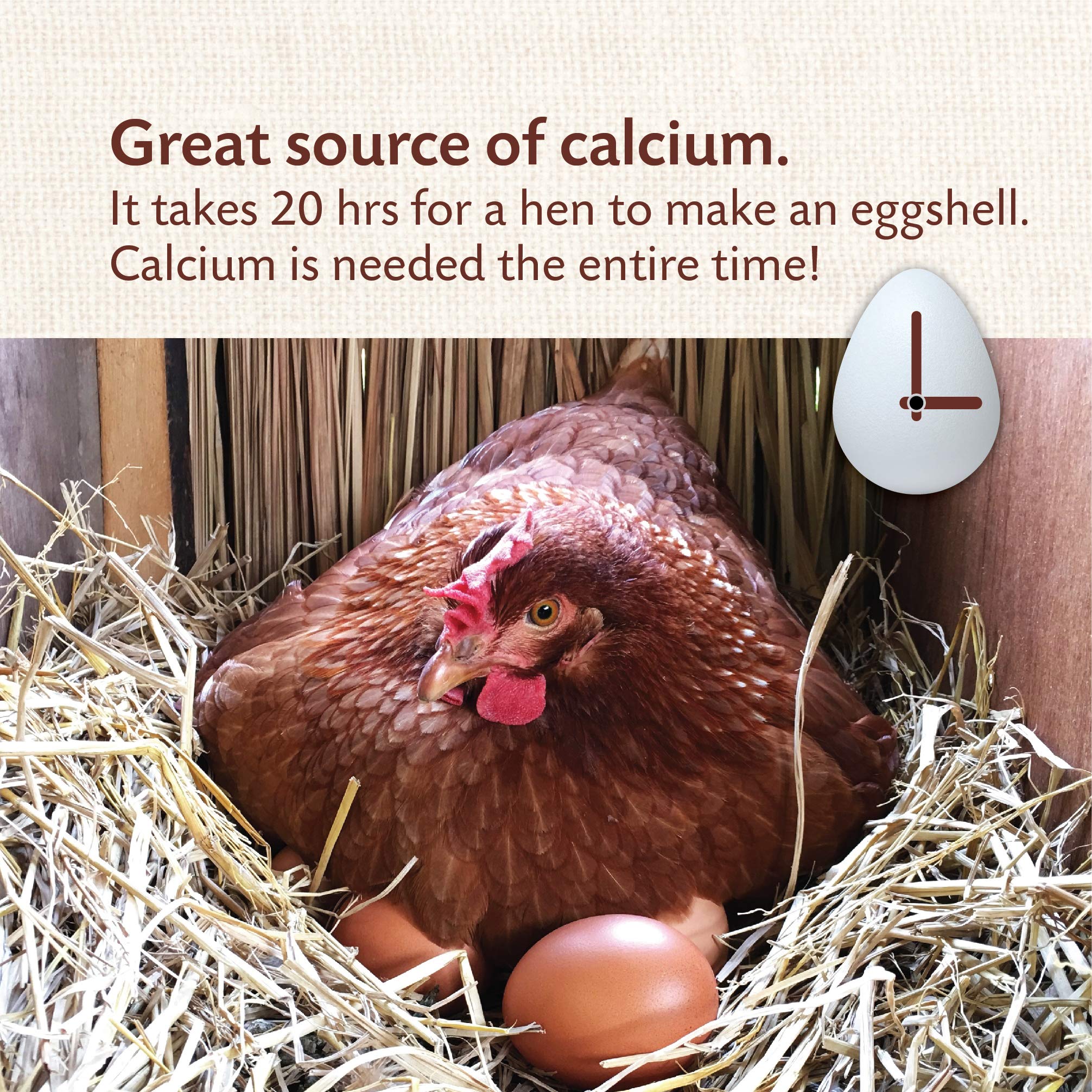 Crushed pullet-size oyster shell texture for easy consumption by young hens daily.