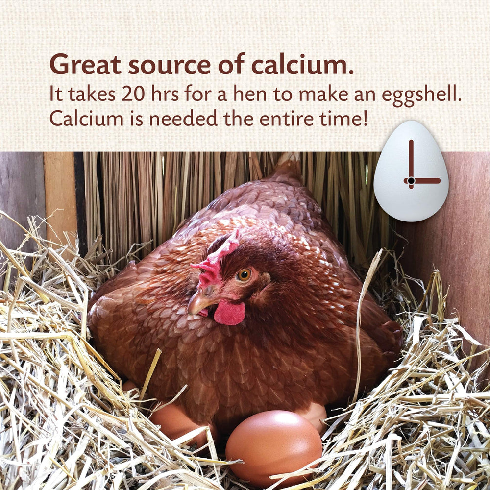 Crushed pullet-size oyster shell texture for easy consumption by young hens daily.