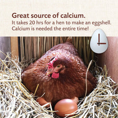Crushed pullet-size oyster shell texture for easy consumption by young hens daily.
