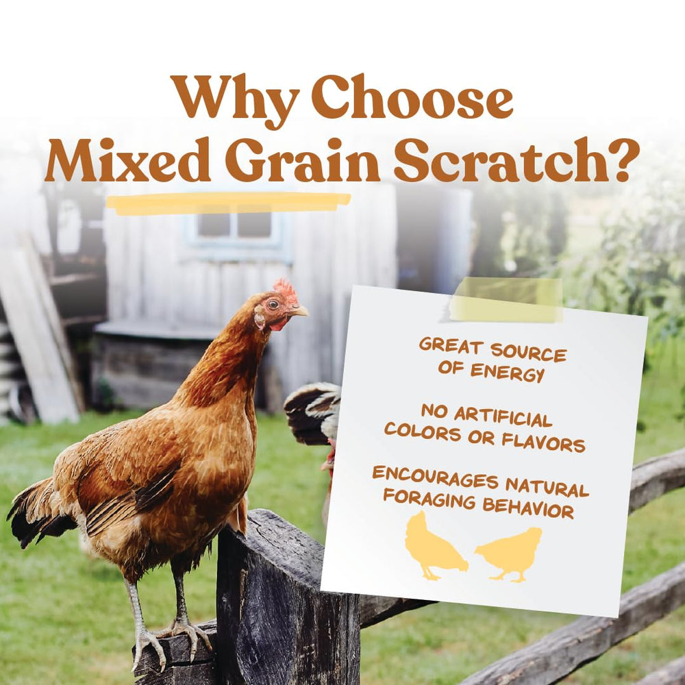 Backyard chickens pecking scattered Manna Pro scratch grains for enrichment.