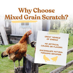 Backyard chickens pecking scattered Manna Pro scratch grains for enrichment.