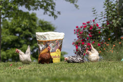 Pouring Manna Pro Ultimate Chicken Scratch Feed grains to provide daily backyard treats.