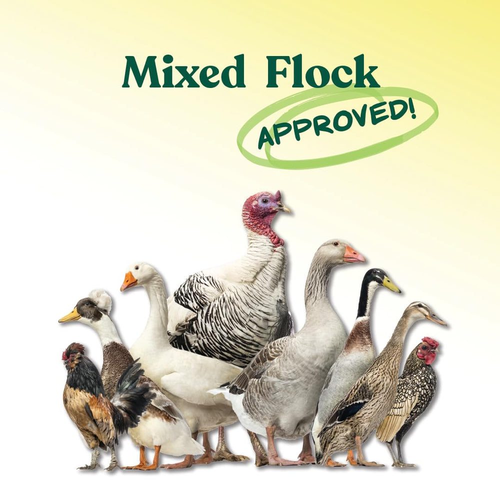 Manna Pro All Flock birds dining, chickens ducks geese enjoying crumbles.