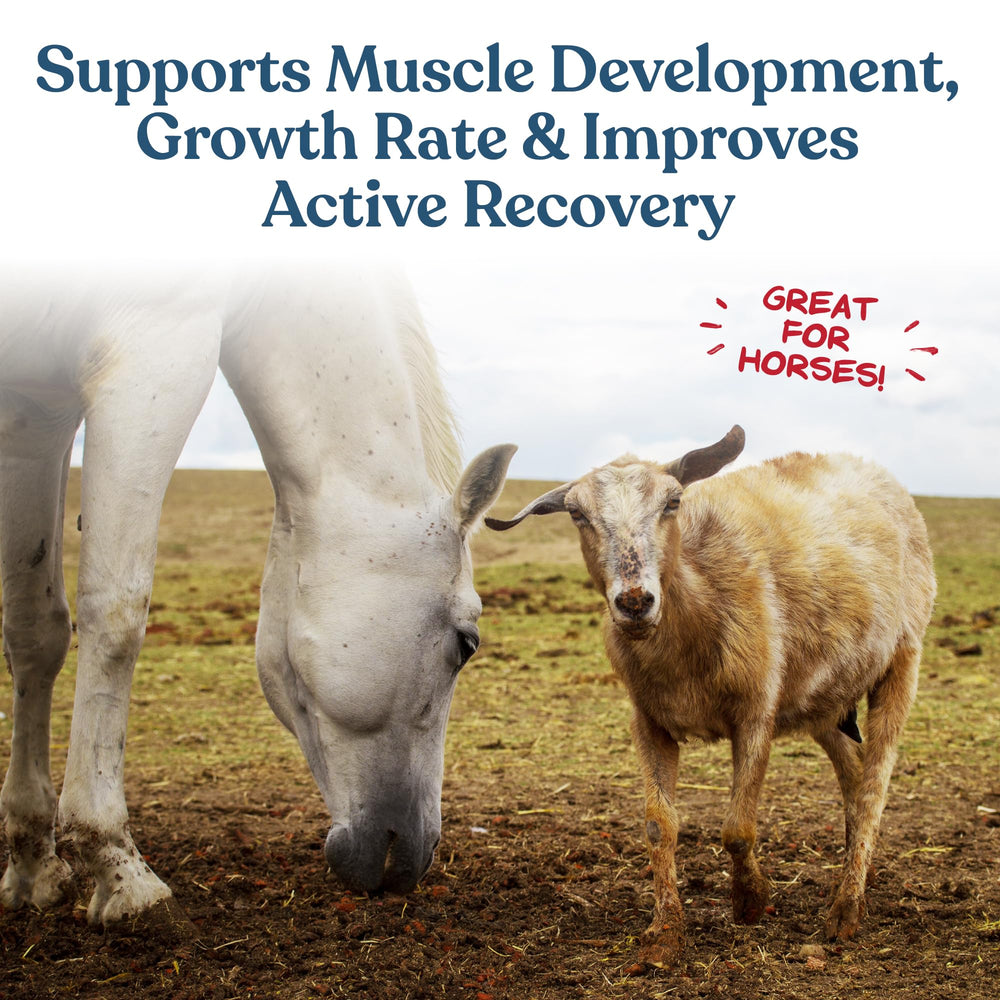 Manna Pro Calf-Manna enjoyed by rabbits and aids digestion.