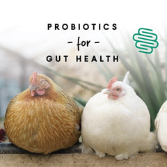Manna Pro Layer Pellets with probiotics illustration signaling gut-friendly formula