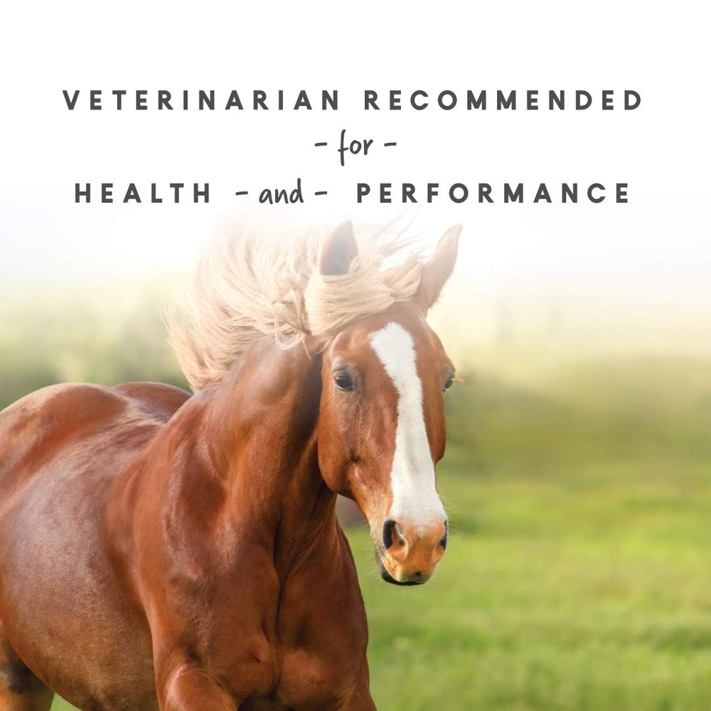 Horse in training with Sho-Glo for potential energy support.