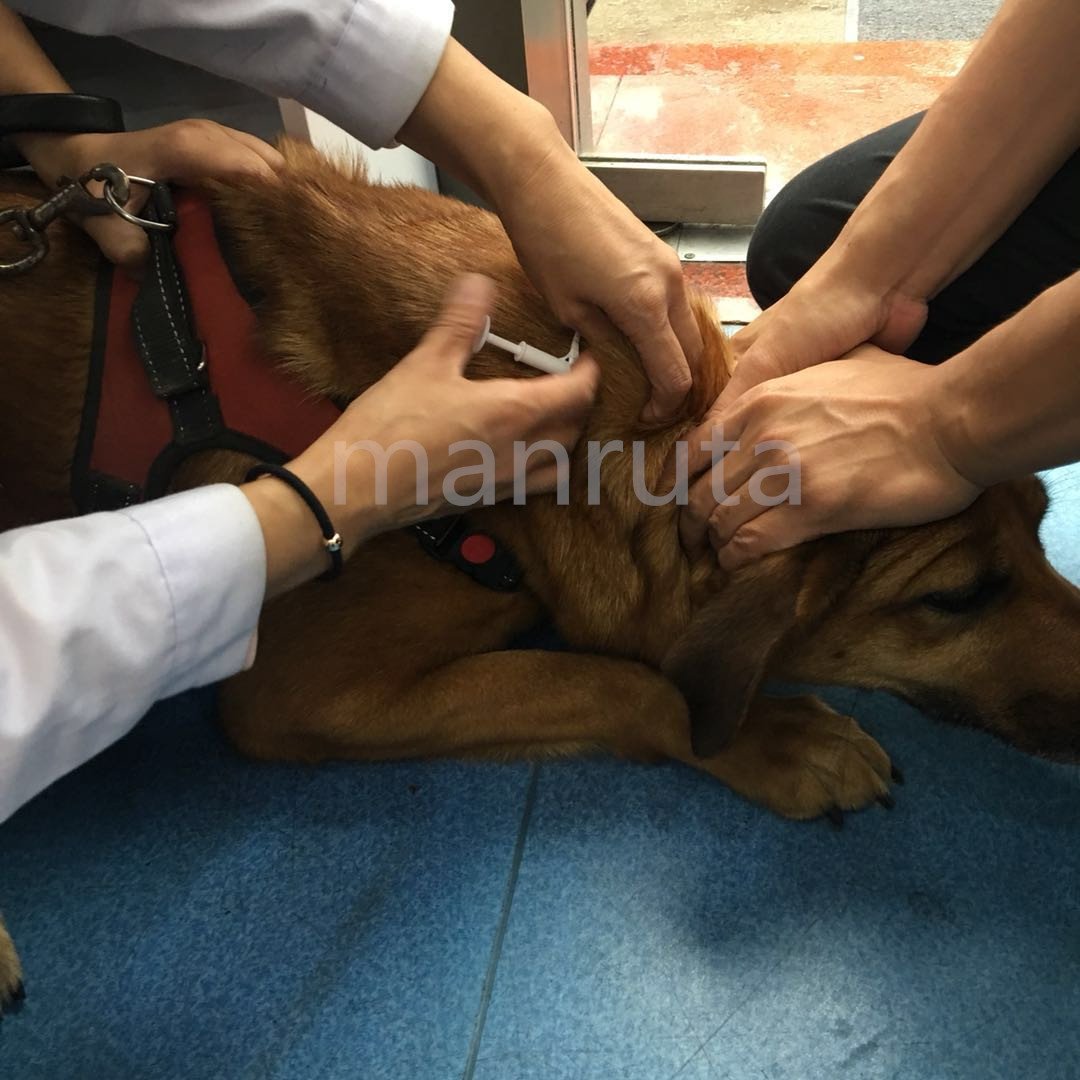 Manruta easy placement and secure identification for pets