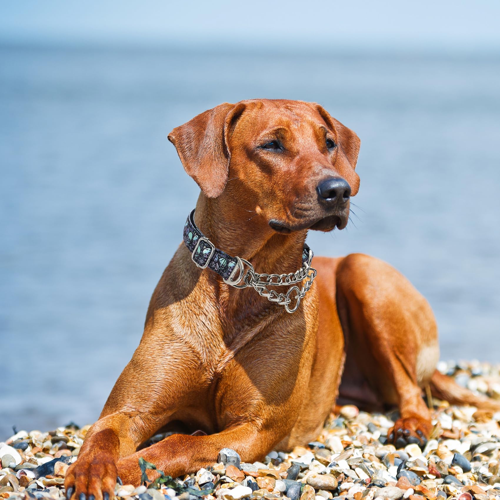 MAOWUWUJOZ Large-Breed Training Use illustrates versatile training and walking scenarios.