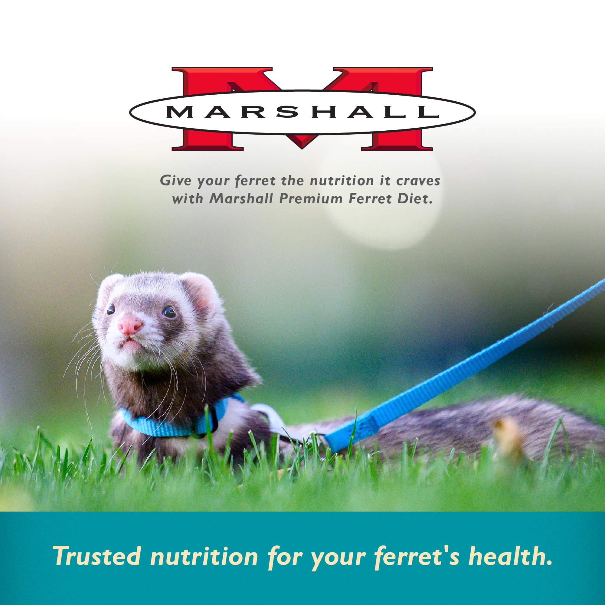 Serving dish with Marshall Select bites supporting ferret energy