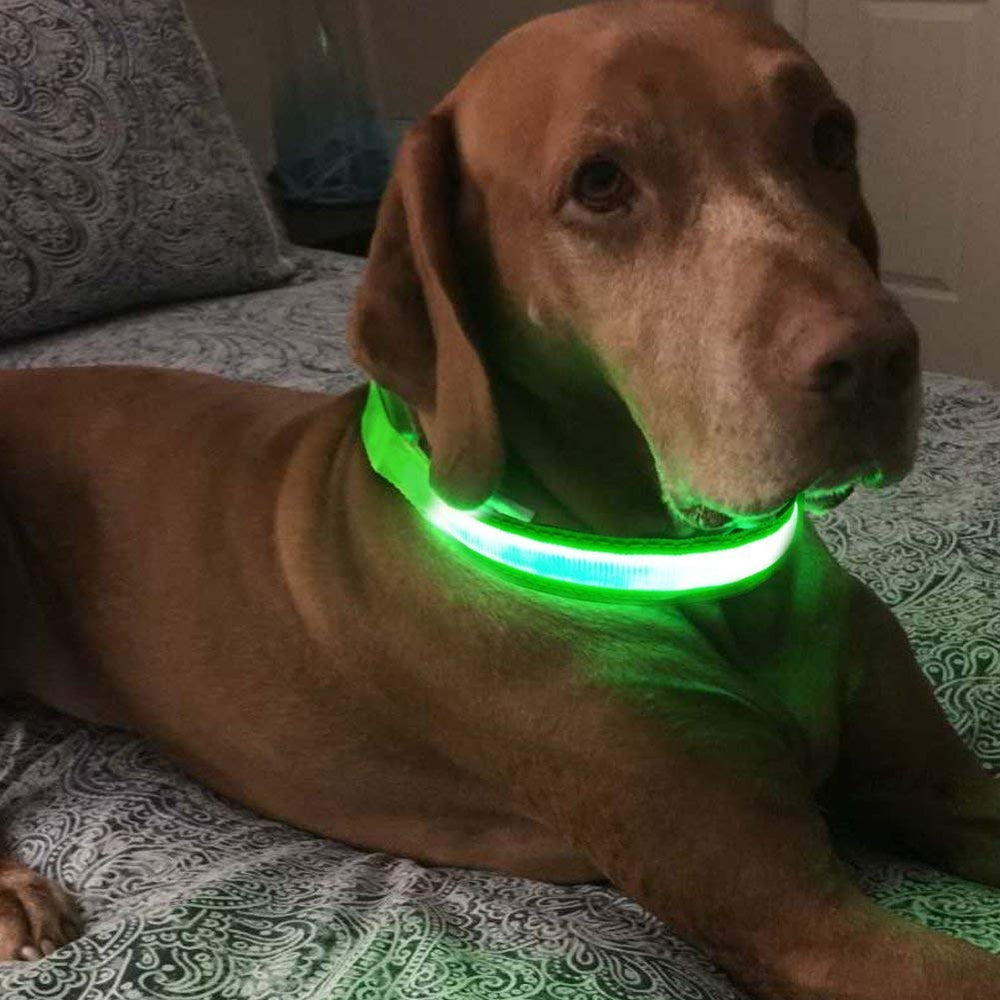 MASBRILL LED dog collar night walk scene showing safe evening strolling