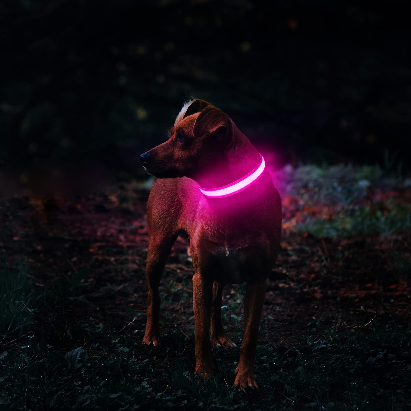MASBRILL LED dog collar is rechargeable and ready for long dusk walks