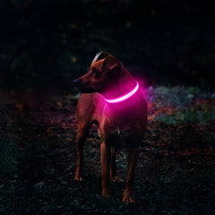 MASBRILL LED dog collar is rechargeable and ready for long dusk walks
