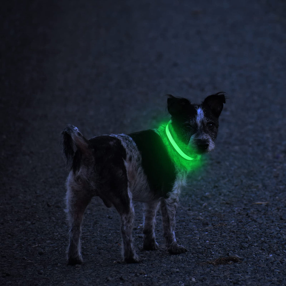 MASBRILL LED dog collar night light improves visibility during evening outings.