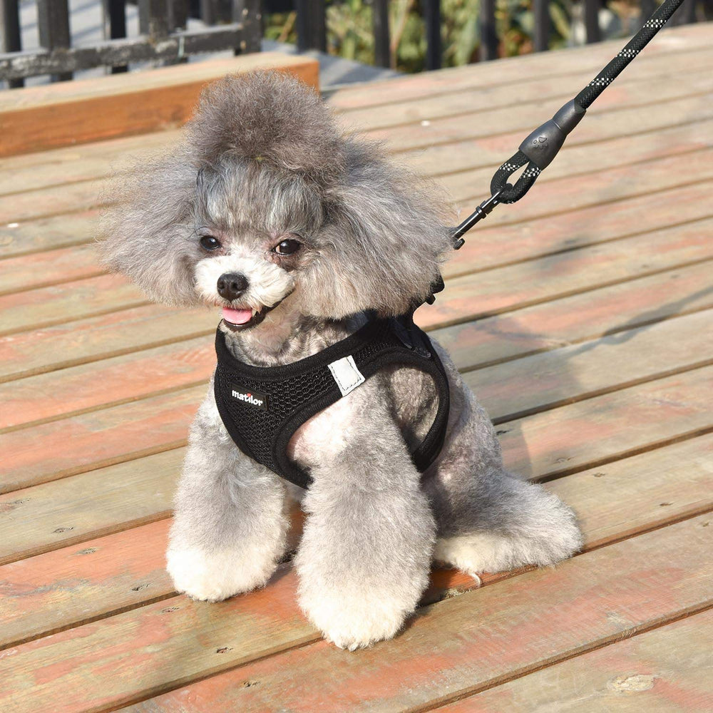 Matilor small to medium black harness on a compact dog